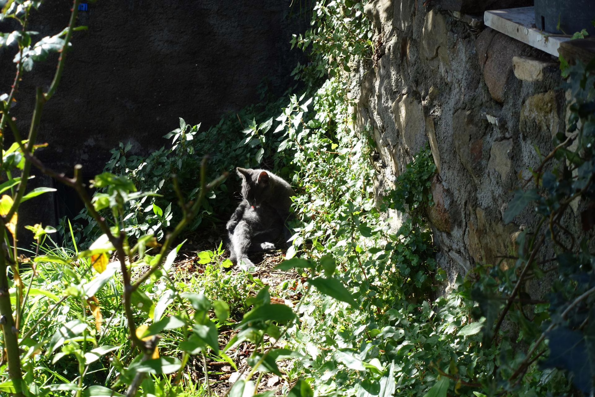 Gesundheitliche Vorzüge des Taggiasca Olivenöls